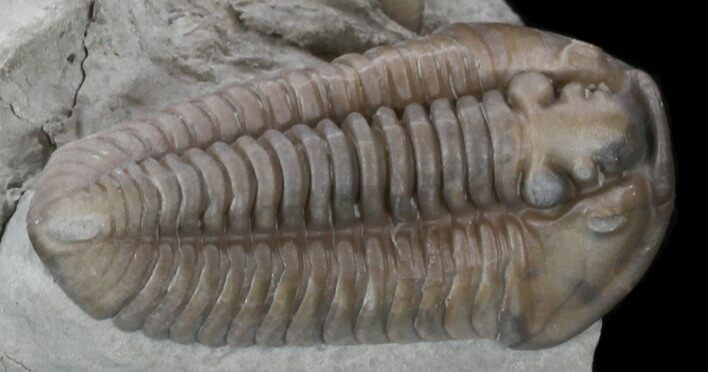 Nice Flexicalymene Trilobite From Ohio #35131